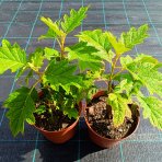Hortenzia dubolistá (Hydrangea quercifolia) 'SNOW QUEEN' - výška 20-30 cm, kont. C2L